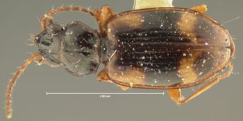 Media type: image; Entomology 16299   Aspect: habitus dorsal view